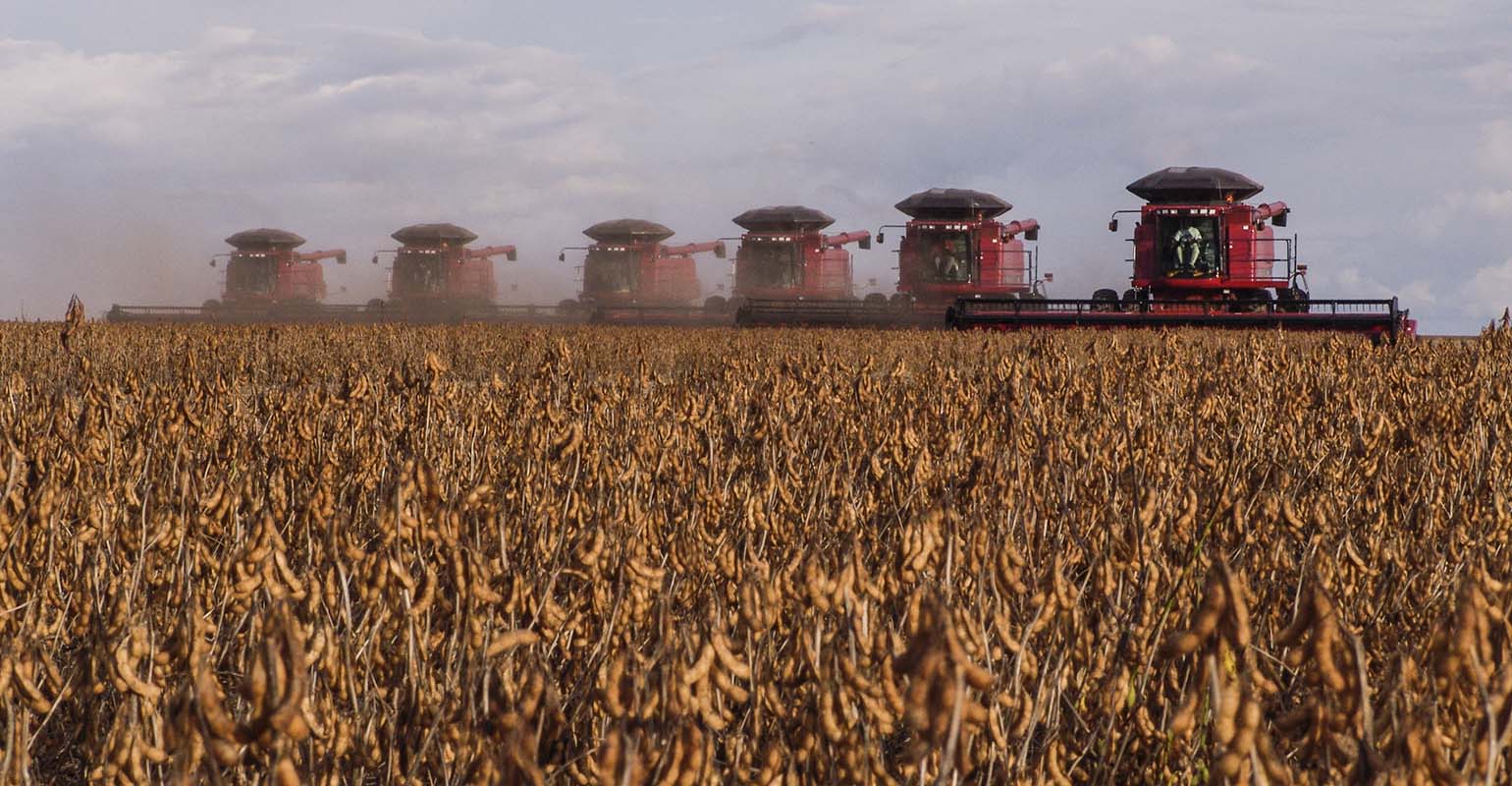 Premium Brazilian Soybean Field