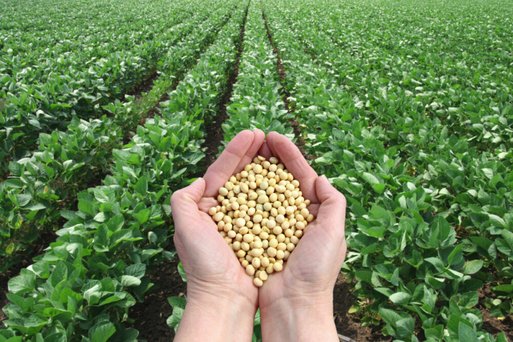 Premium Brazilian Soybean Field