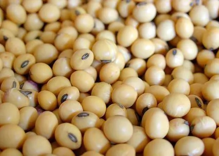 Brazilian GMO Soybean