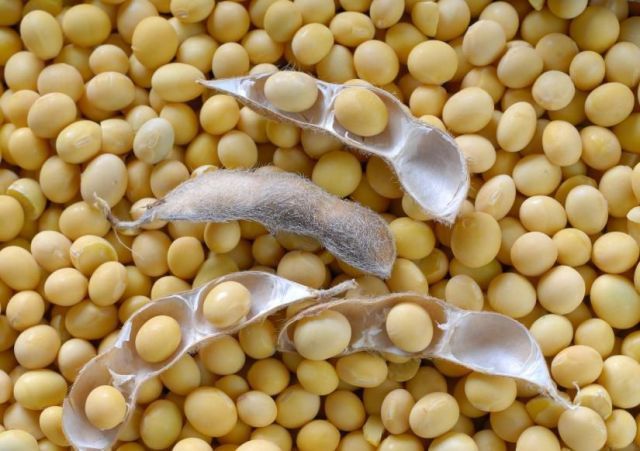 Premium Brazilian Soybean Field